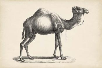 Dromedary | Obraz na stenu