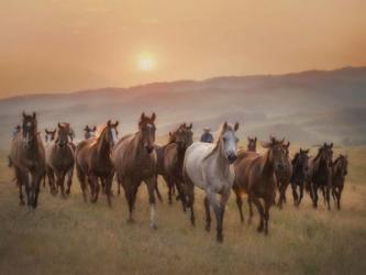 Sunkissed Horses II | Obraz na stenu