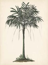 Palm Tree Study II | Obraz na stenu