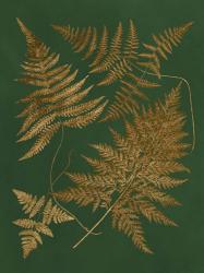 Gilded Ferns II | Obraz na stenu