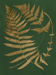 Gilded Ferns IV | Obraz na stenu