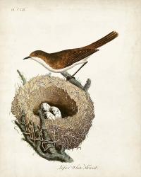 Lesser White-Throat and Nest | Obraz na stenu