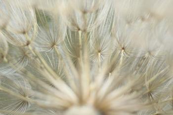 Macro Dandilion IV | Obraz na stenu