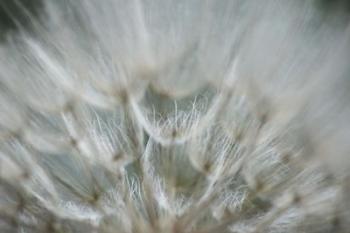 Macro Dandilion V | Obraz na stenu