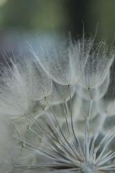 Macro Dandilion VIII | Obraz na stenu