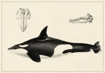 Antique Whale Study I | Obraz na stenu