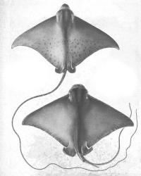 Grey-Scale Stingrays I | Obraz na stenu