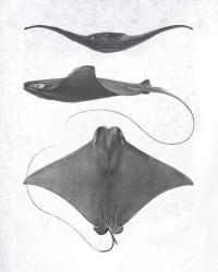 Grey-Scale Stingrays II | Obraz na stenu