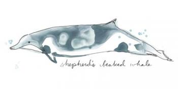 Cetacea Shepherd's Beak Whale | Obraz na stenu