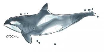 Cetacea Orca Whale | Obraz na stenu