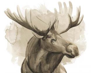 Bull Moose I | Obraz na stenu