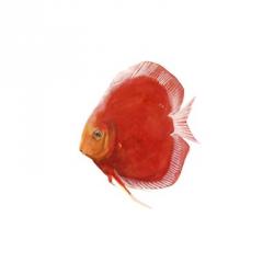 Discus Fish V | Obraz na stenu