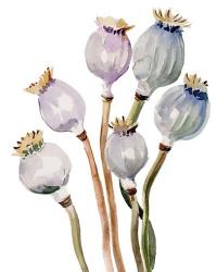 Watercolor Poppy Pods I | Obraz na stenu