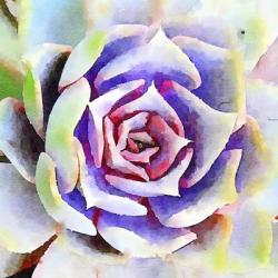 Succulente II | Obraz na stenu