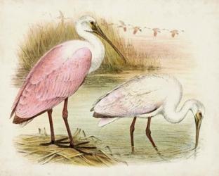 Roseate Spoonbills I | Obraz na stenu