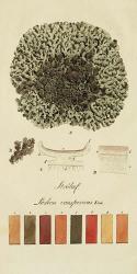 Species of Lichen VI | Obraz na stenu