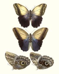 Violet Butterflies III | Obraz na stenu
