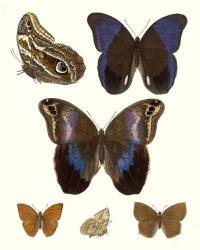 Violet Butterflies IV | Obraz na stenu