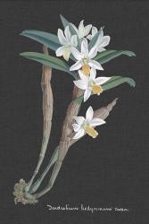 Orchid on Slate I | Obraz na stenu