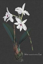 Orchid on Slate V | Obraz na stenu