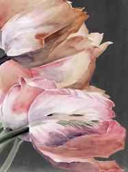 Pastel Parrot Tulips IV | Obraz na stenu