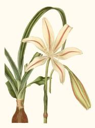 Antique Amaryllis I | Obraz na stenu