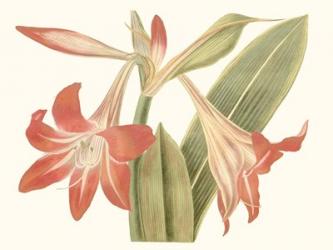 Antique Amaryllis IV | Obraz na stenu