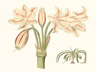 Antique Amaryllis V | Obraz na stenu