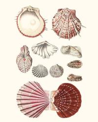 Shell Collection VI | Obraz na stenu