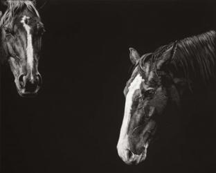 Cowboy Scratchboard III | Obraz na stenu