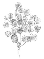 Eucalyptus Sketch II | Obraz na stenu