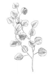 Eucalyptus Sketch IV | Obraz na stenu