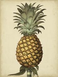 Brookshaw Antique Pineapple I | Obraz na stenu