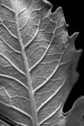 Striking Leaf II | Obraz na stenu