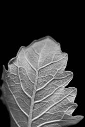 Striking Leaf III | Obraz na stenu