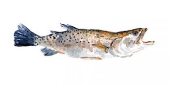 Freckled Trout II | Obraz na stenu