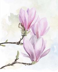 Magnolia Blooms I | Obraz na stenu