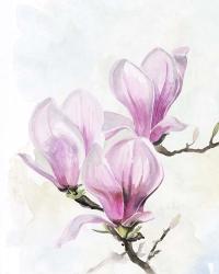 Magnolia Blooms II | Obraz na stenu