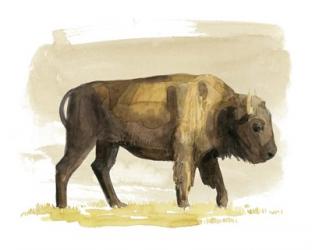 Bison Watercolor Sketch I | Obraz na stenu
