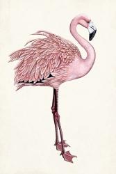 Striking Flamingo I | Obraz na stenu