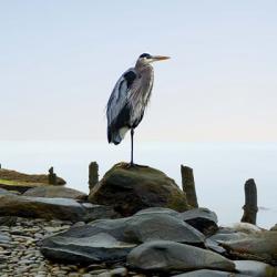 Beachscape Heron I | Obraz na stenu