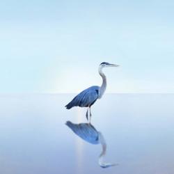 Beachscape Heron II | Obraz na stenu