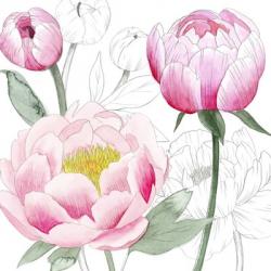 May Peonies II | Obraz na stenu