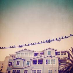 Birds on Wires I | Obraz na stenu