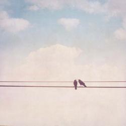 Birds on Wires II | Obraz na stenu