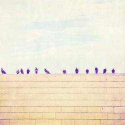 Birds on Wires III | Obraz na stenu