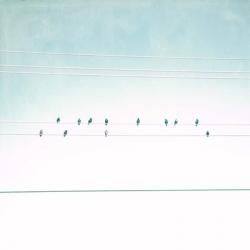 Birds on Wires IV | Obraz na stenu