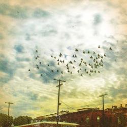 Birds on Wires V | Obraz na stenu