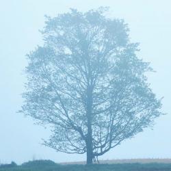 Spring Tree | Obraz na stenu