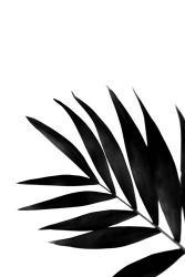 Black Palms II | Obraz na stenu